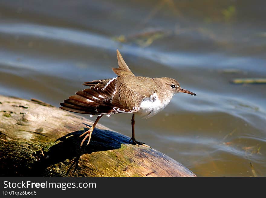 Sandpiper Bathing