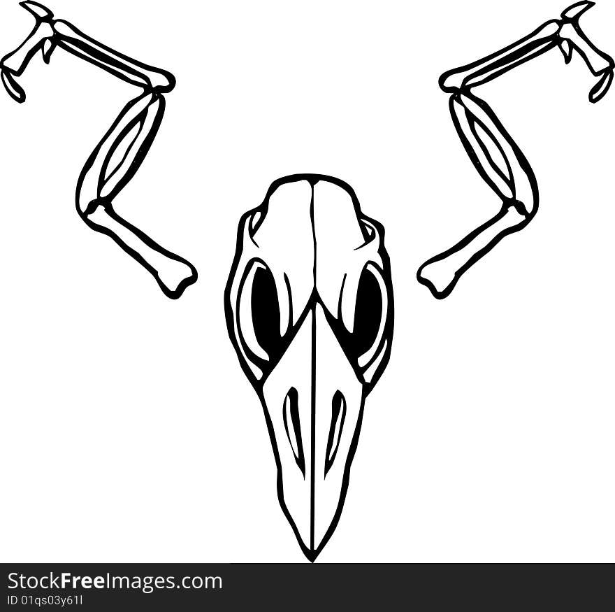 Bird Skull with wing bones outspread.