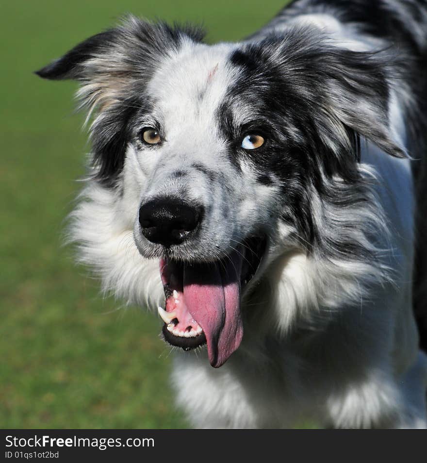 Border Collie dog awaiting command. Border Collie dog awaiting command