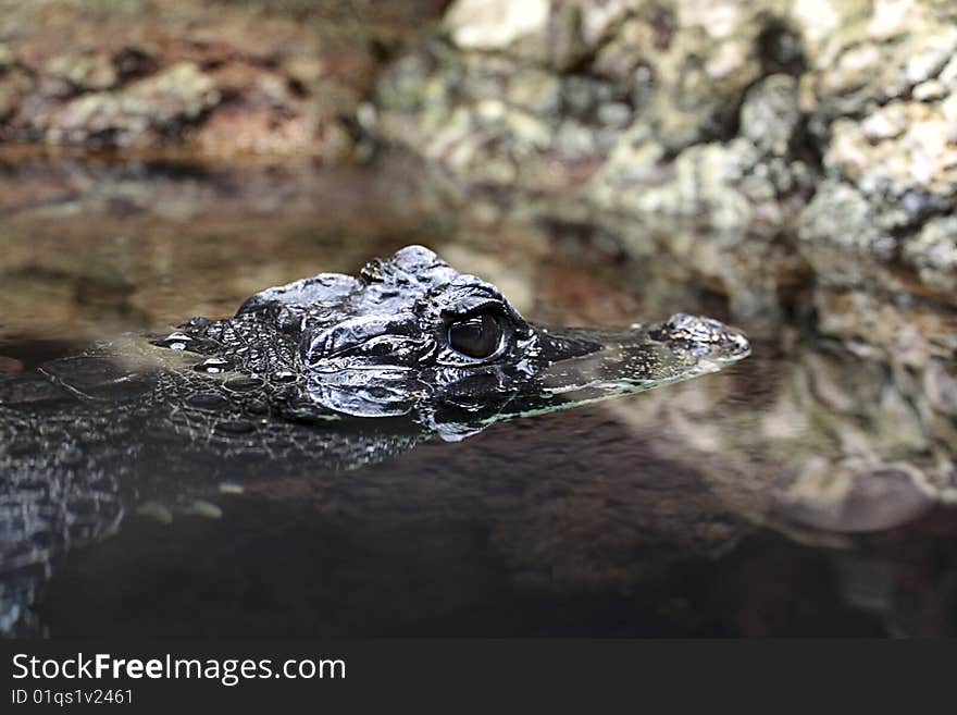 Crocodile Hunting.