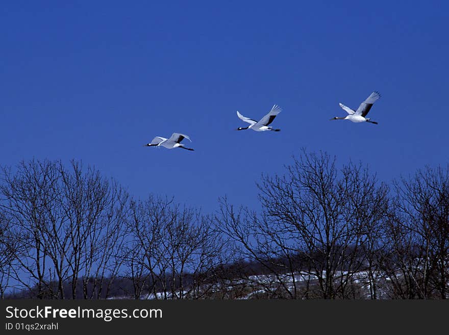 Birds flying in the sky