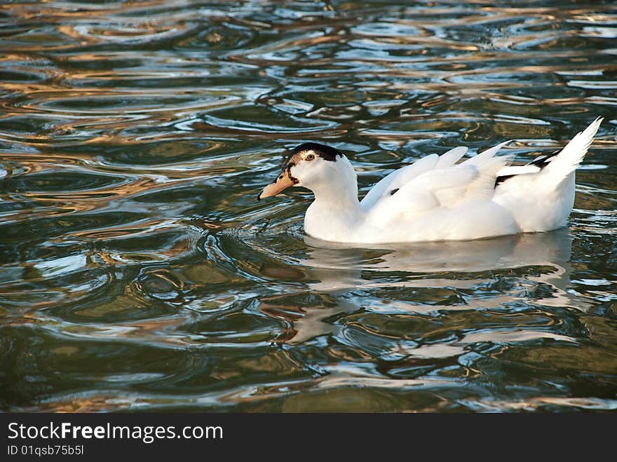 White duck