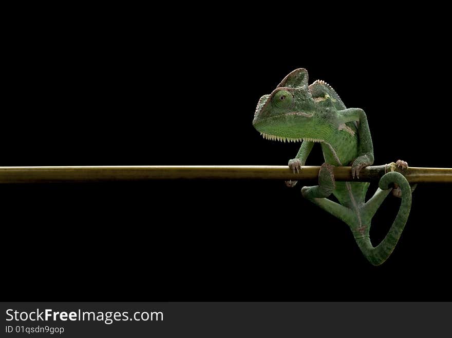 Veiled chameleon