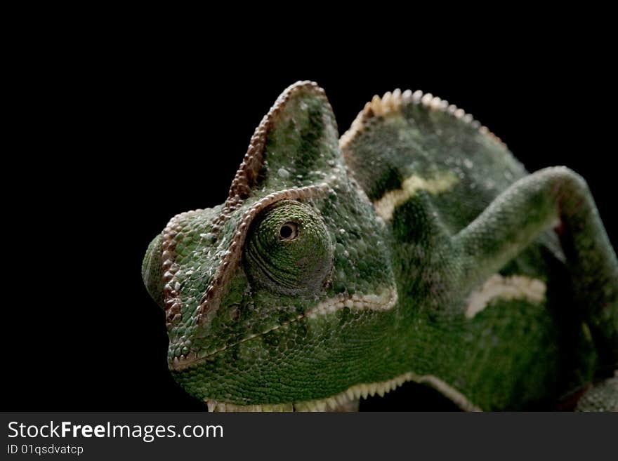 Veiled chameleon