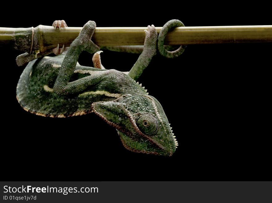 Veiled chameleon