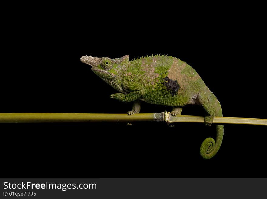 Fisherï¿½ï¿½s Chameleon