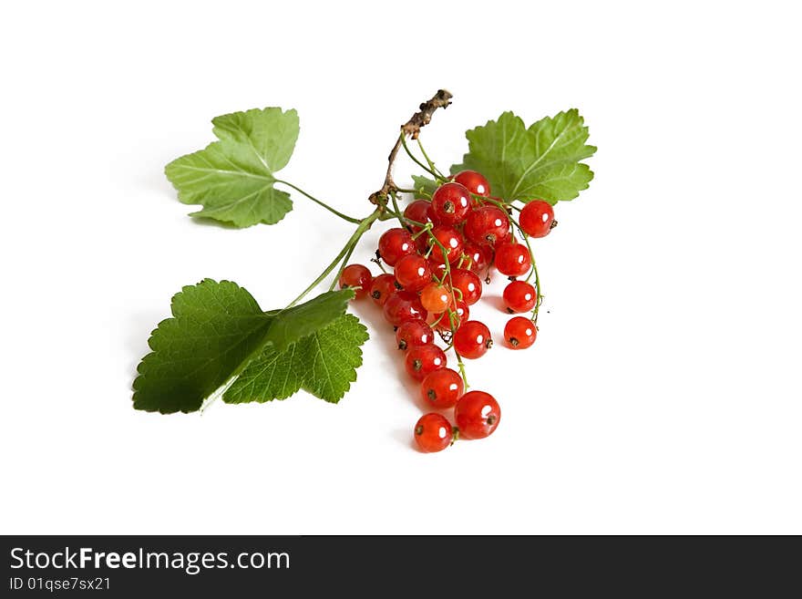 Currant red Isolated on white