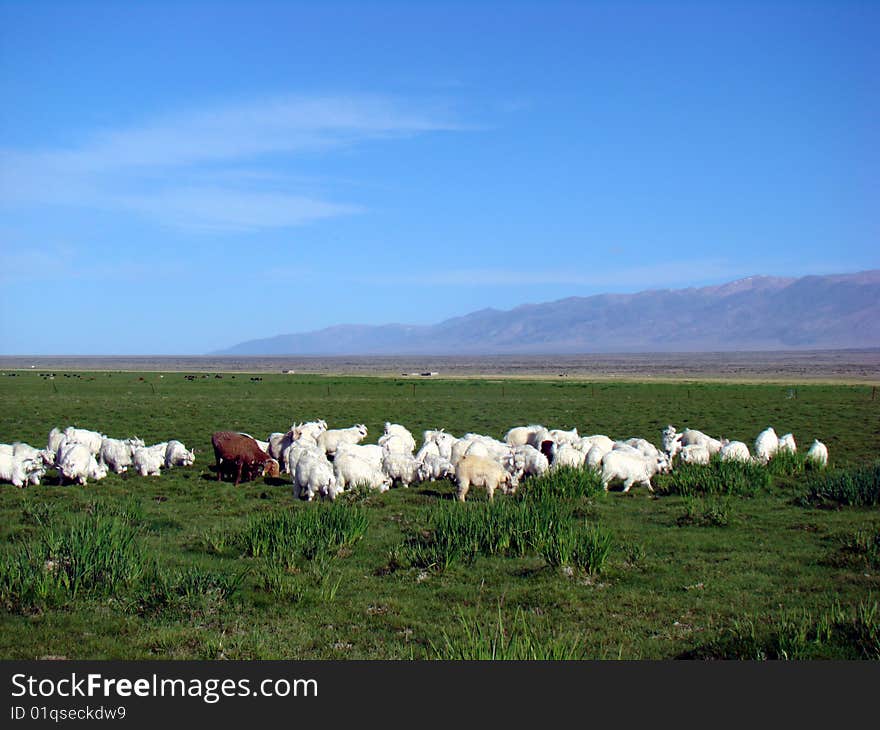 Group in Northern Xinjiang, China white lamb is pasture grazing. Group in Northern Xinjiang, China white lamb is pasture grazing.