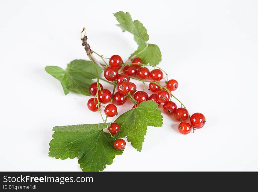 Currant red isolated on white