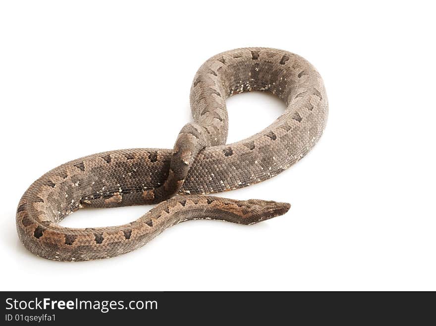 Solomon Island Ground Boa