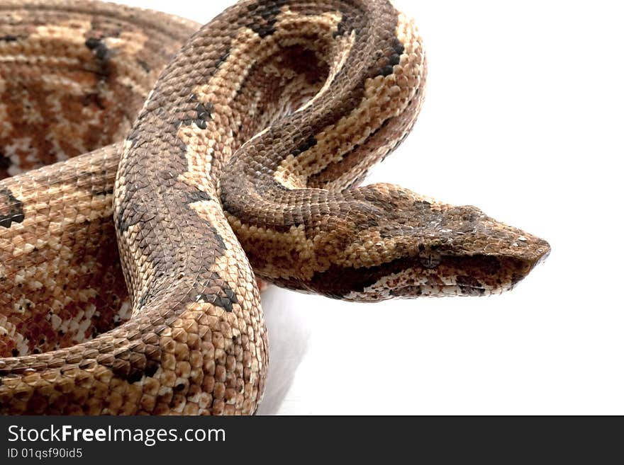 Solomon Island Ground Boa