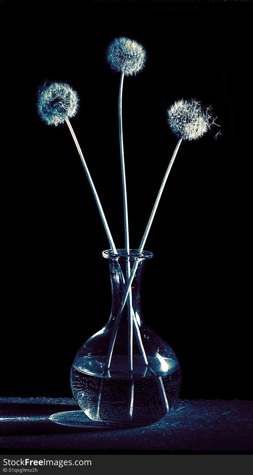 Three Dandelions