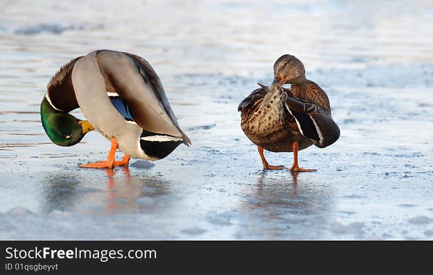 Two ducks standing on the ice