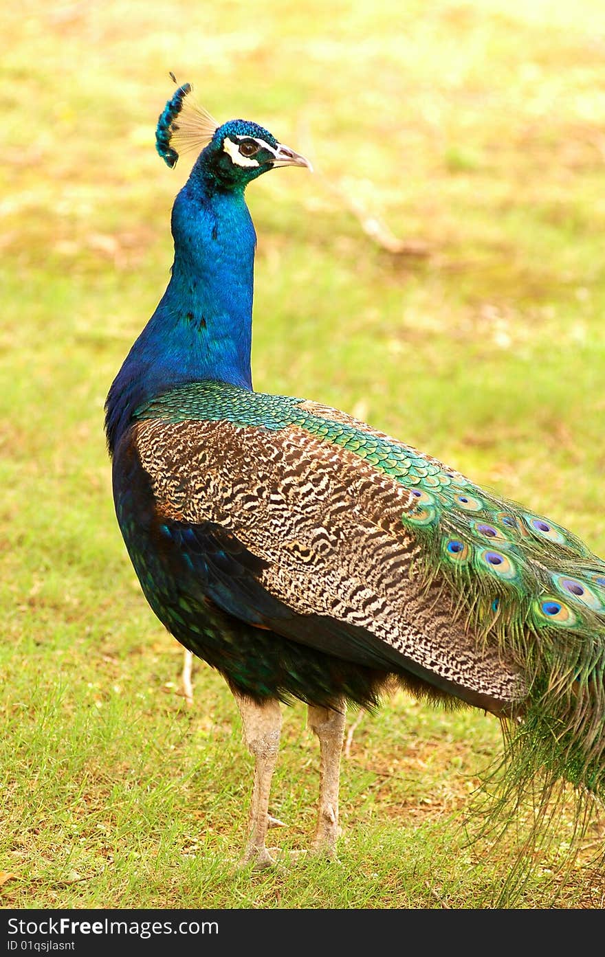 A male Peacock on grass