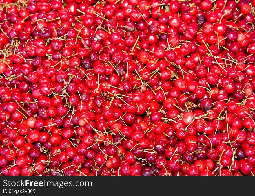 Close up of a group of fresh, succulent cherries