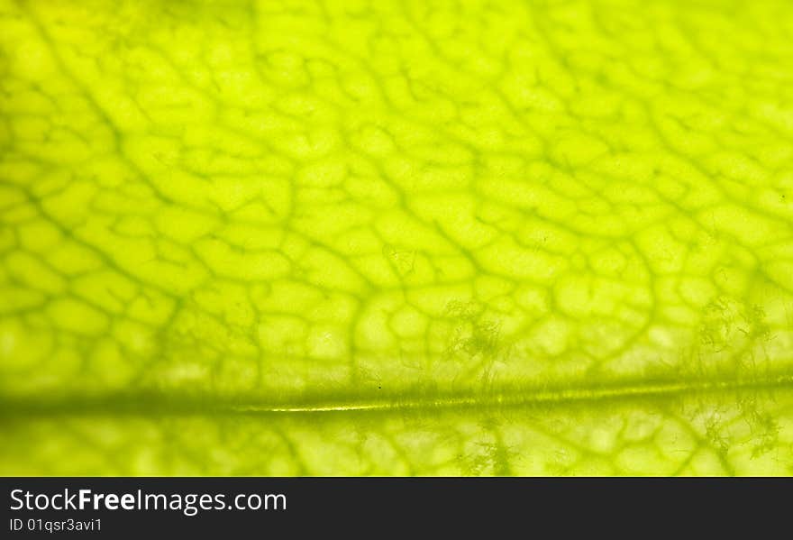 Extreme closeup of pea pod