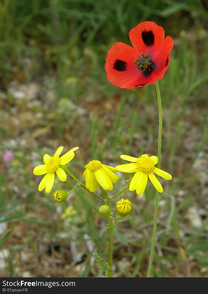 Spring flowers