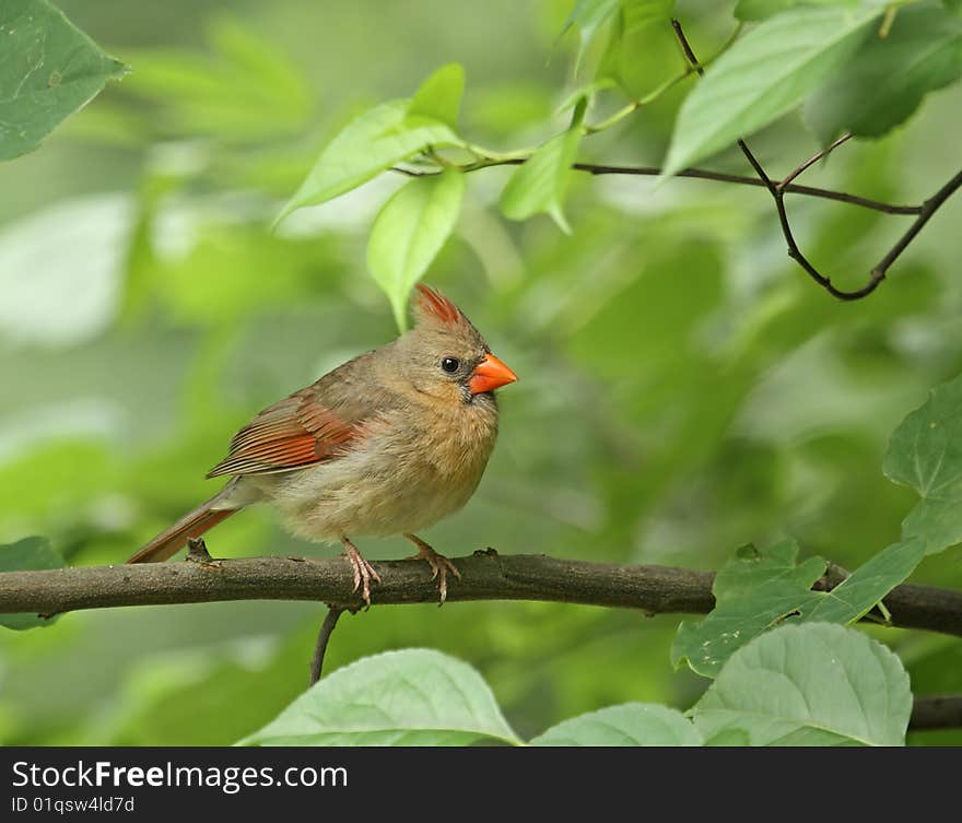 Female cardinal (cardinalis cardinalis) perched in a tree branch