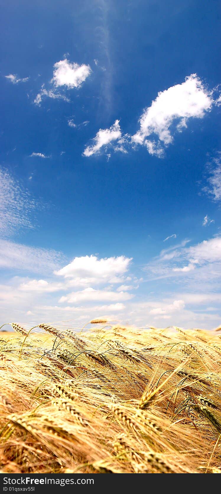 Golden fields and blue sky.