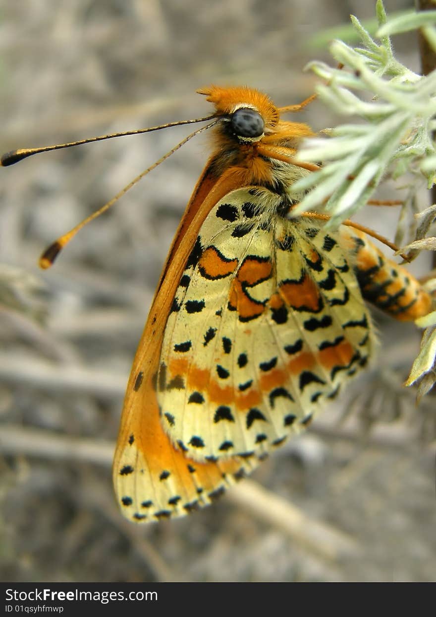 The beautiful photographic image. The beautiful butterfly. macro