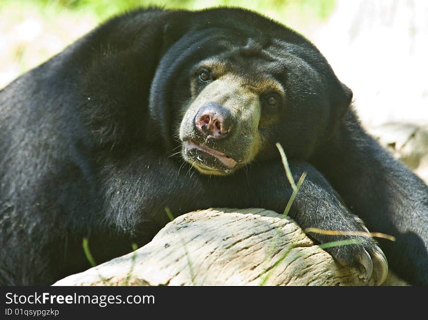 A picture of sun bear taking a rest.