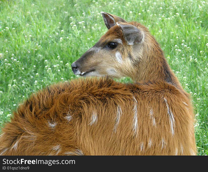 Marsh Deer