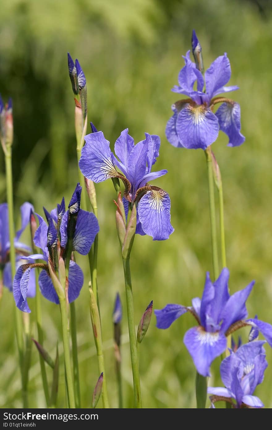 Iris flowers