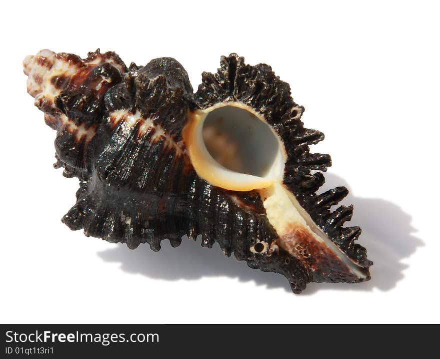 Black seashell on a white background