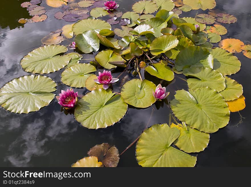 Waterlilies in garden pond