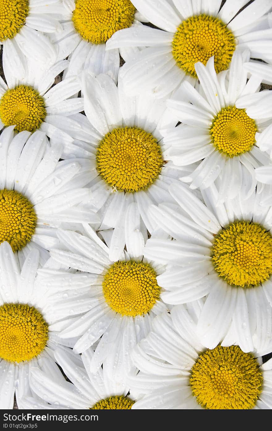 Group of Daisy flowers closeup. Group of Daisy flowers closeup