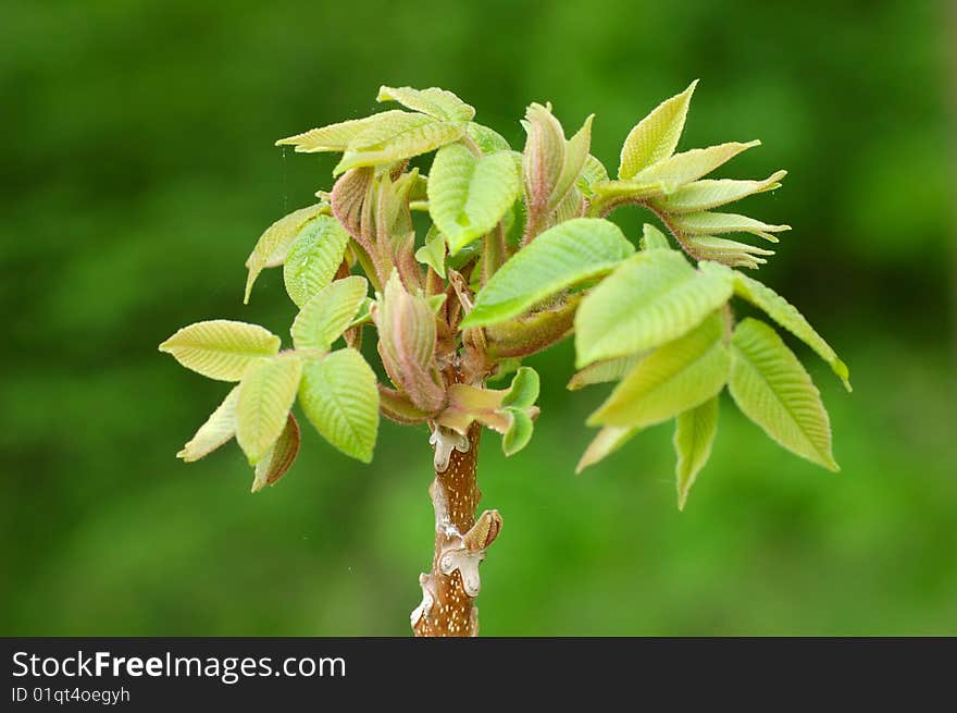 Close up of a growing heartnut tree. Heartnuts (juglans a. cordiformis) are a variety of nuts bearing trees which fruits have the shape of a heart. Close up of a growing heartnut tree. Heartnuts (juglans a. cordiformis) are a variety of nuts bearing trees which fruits have the shape of a heart.