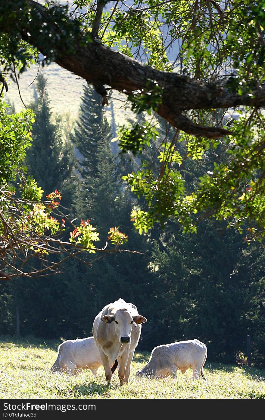 A group of cows in a field