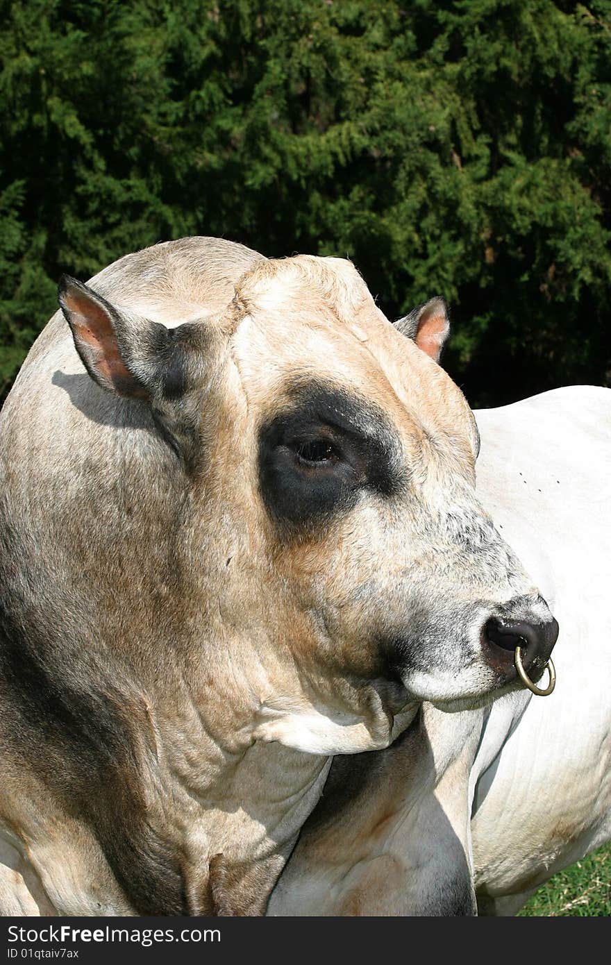 A bull in a field