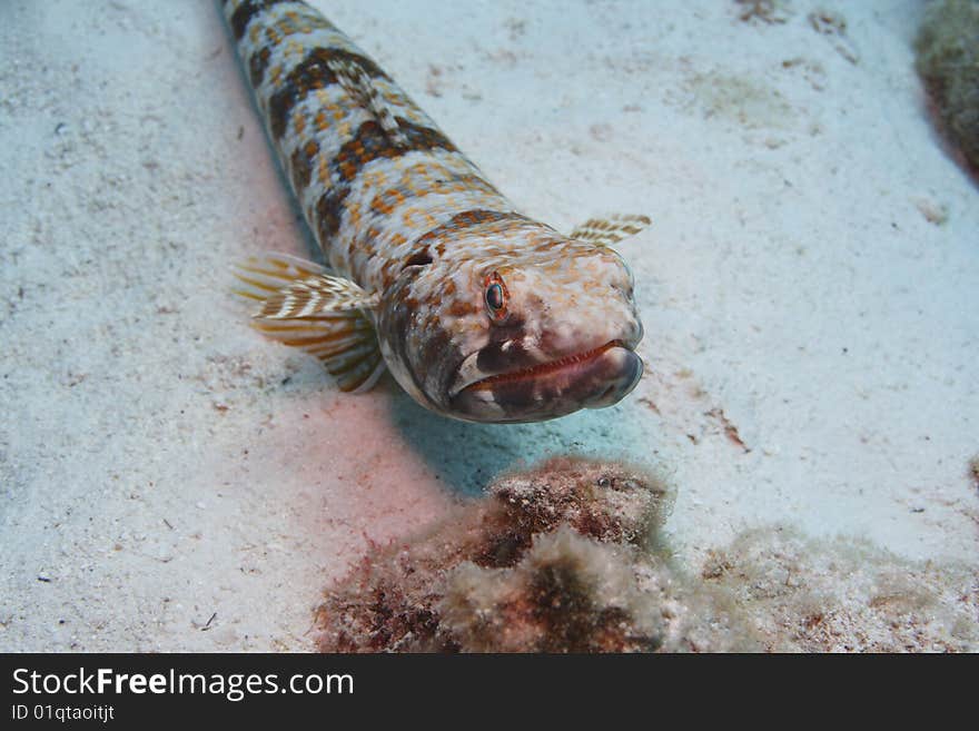 Sand Diver (Synodus intermedius) laying on a sandy bottom.