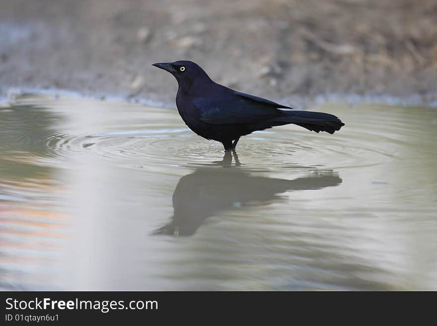 Carib Grackle (Quiscalus lugubris lugubris)