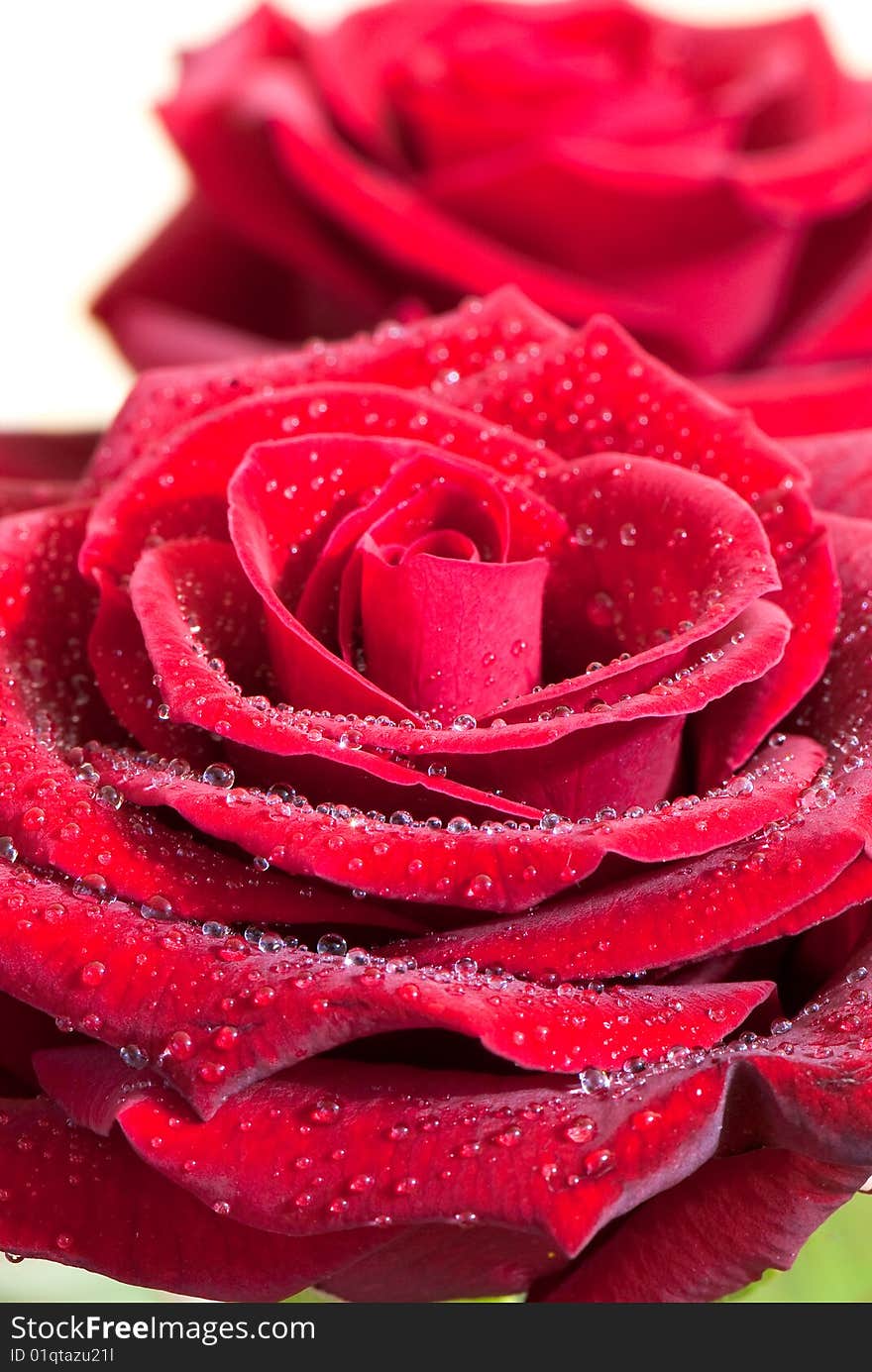 Beautiful close-up rose with water drops removed close up on a light background