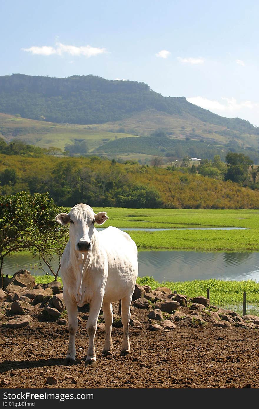 A cow in a field