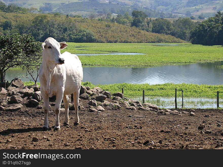 A cow in a field