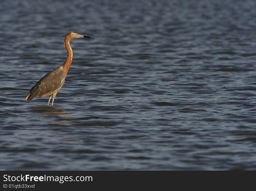 Reddish Egret (Egretta rufescens rufescens) standing in shallow water.