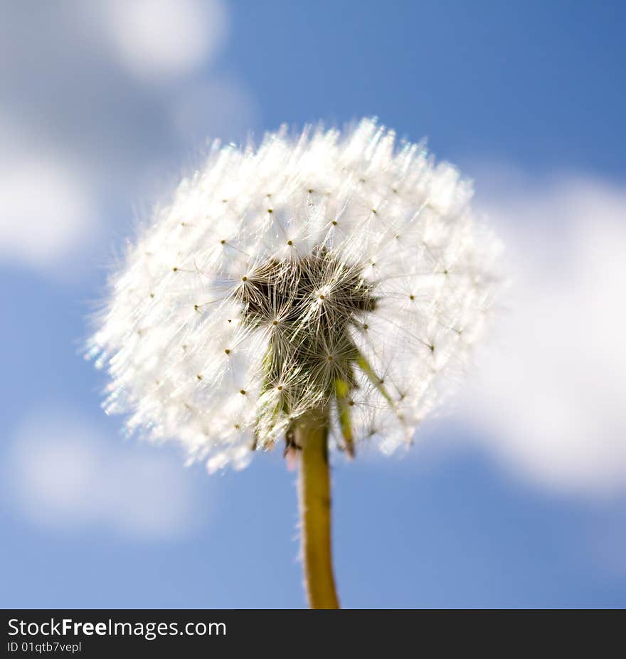 White dandelion on blue sky and clouds background. White dandelion on blue sky and clouds background.