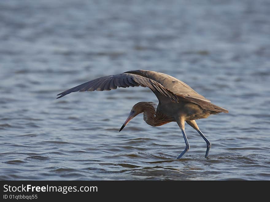 Reddish Egret (Egretta rufescens rufescens) foraging in shallow water with wings open.