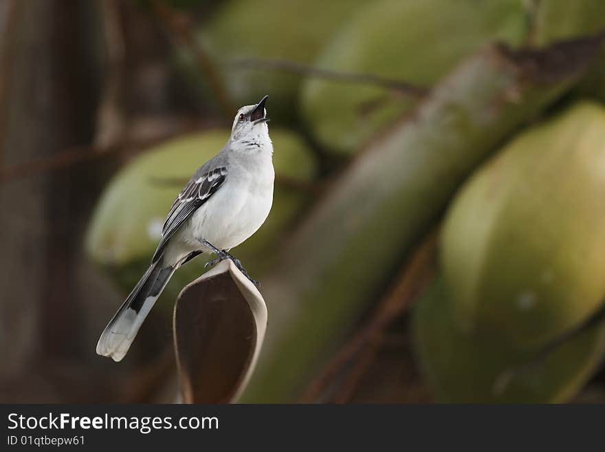 Tropical Mockingbird (Mimus gilvus rostratus)