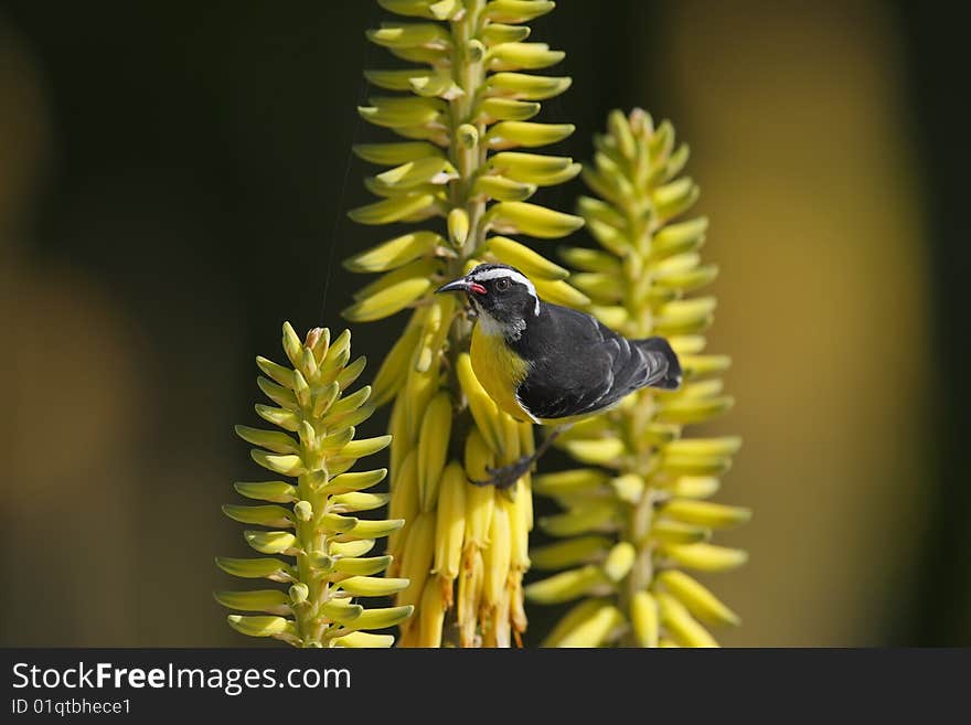 Bananaquit on a Common Aloe