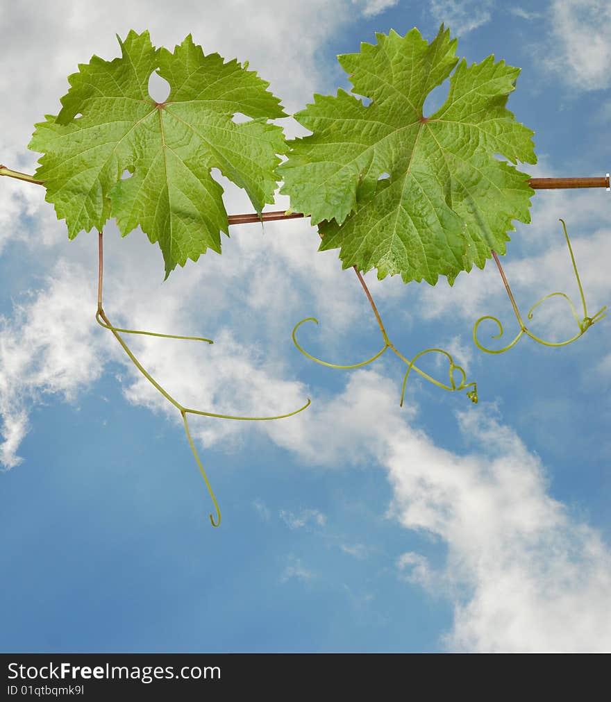 Grapevine on sky background