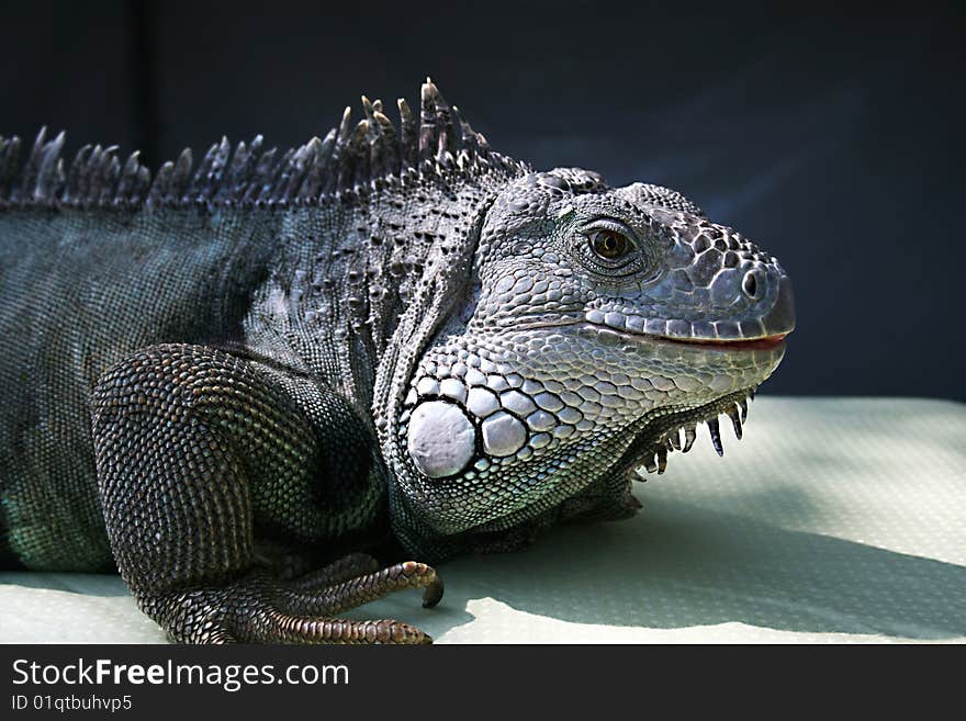 The largest member of the lizard family, this colorful male measures 6' 6. The largest member of the lizard family, this colorful male measures 6' 6.