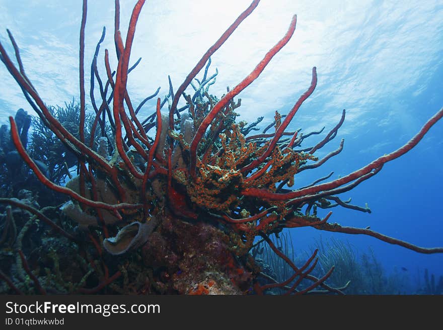 Coral Garden, a beautiful mixed colony of corals and sponges.