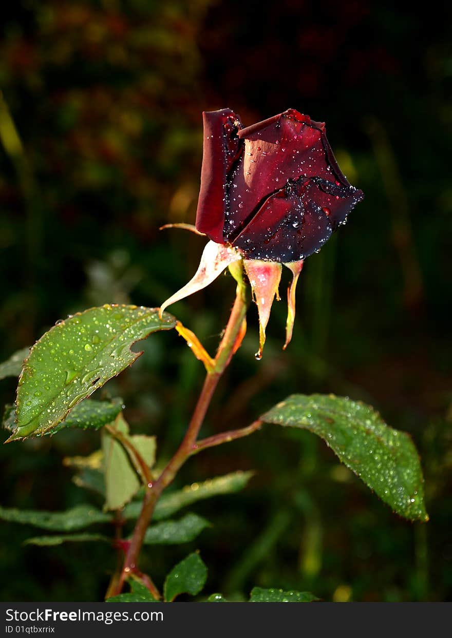 Dark rose with raindrops in the garden
