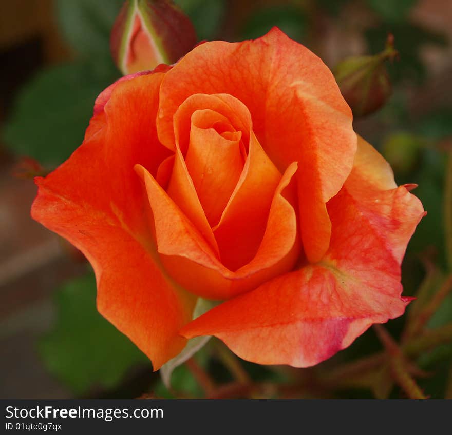 Orange rose in the garden