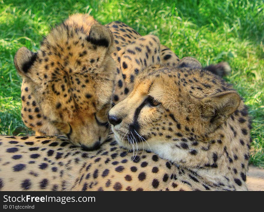 Loving Cheetas