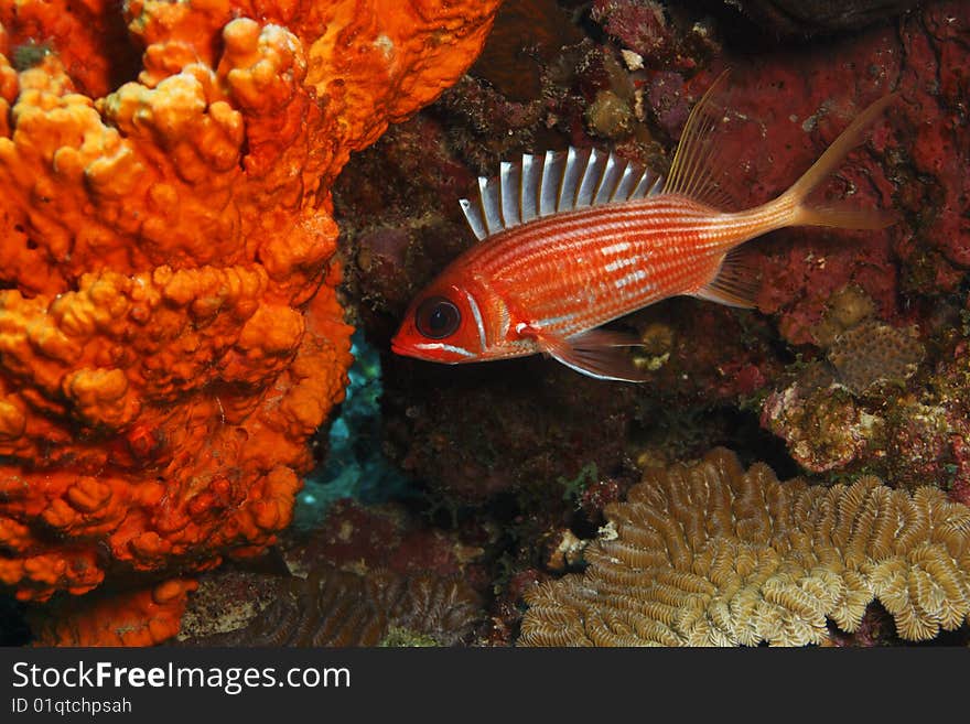 Longspine Squirrelfish (Holocentrus Rufus)